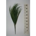 Fűpáfrány 45cm - Zöld