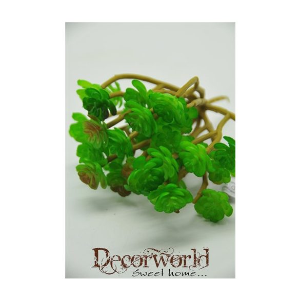 Pozsgás növény műa. zöld