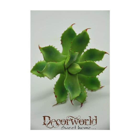 Pozsgás növény műa. zöld