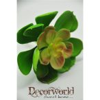 Pozsgás növény műa. zöld