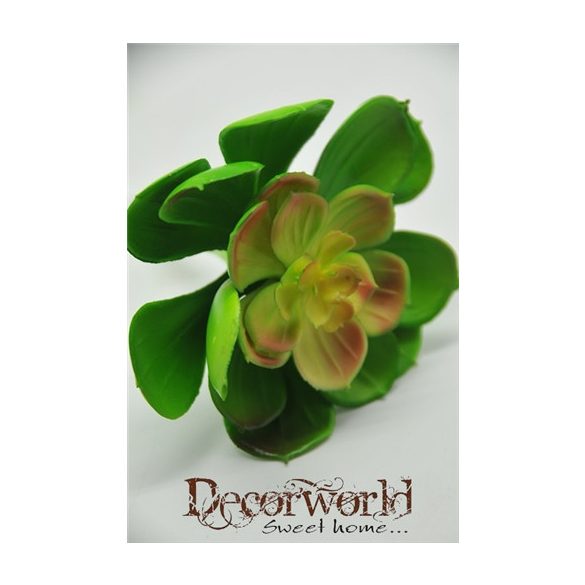 Pozsgás növény műa. zöld