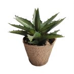 Pozsgás növény 14cm (papír pohárban)