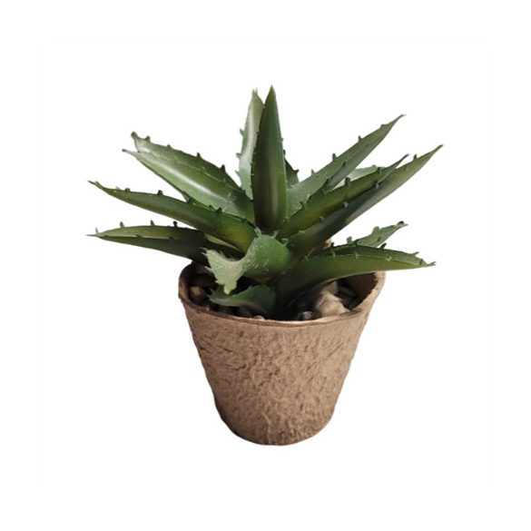 Pozsgás növény 14cm (papír pohárban)