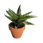 Pozsgás növény 14cm (agyag cserépben)