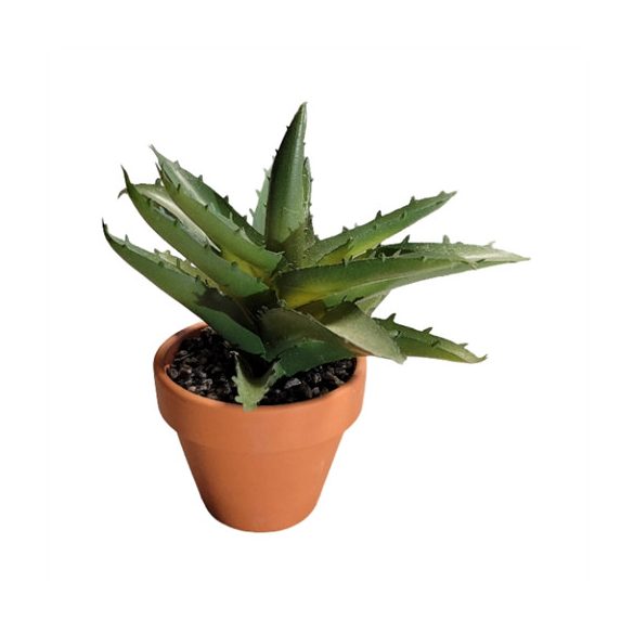 Pozsgás növény 14cm (agyag cserépben)