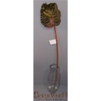 Anthurium-Flamingó szál műa. multicolor 3féle