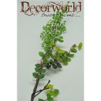 Ligustrum ág műa. zöld