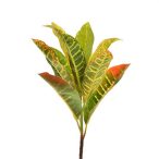 Selyemvirág Croton 34cm
