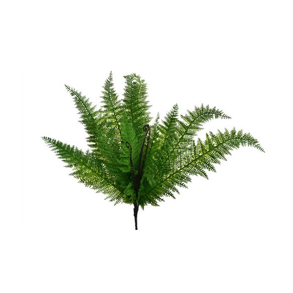 Páfránylevél csokorban 55cm - Zöld