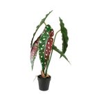 Alokázia pöttyös, cserepes 50 cm - Piros