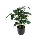 Alokázia pöttyös 40cm - Zöld (műanyag cserépben)