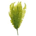 Páfrány 70cm - Zöld