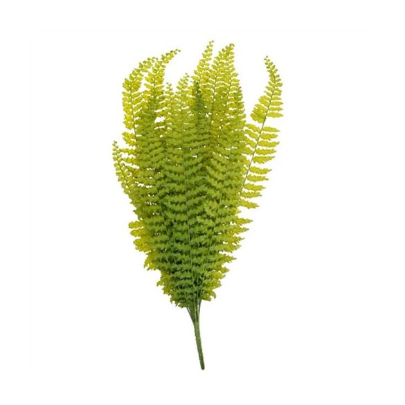 Páfrány 70cm - Zöld