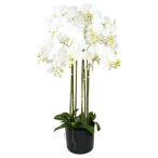 Lepkeorchidea 9 ágú, kaspóban 110cm - Fehér