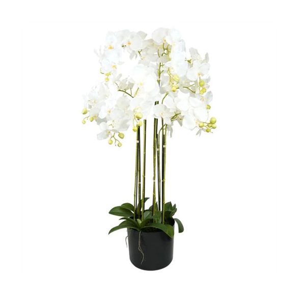 Lepkeorchidea 9 ágú, kaspóban 110cm - Fehér