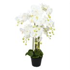 Lepkeorchidea 8 ágú, kaspóban 90cm - Fehér