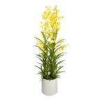 Orchidea, Oncidium, 3 ágú, kaspóban 112cm