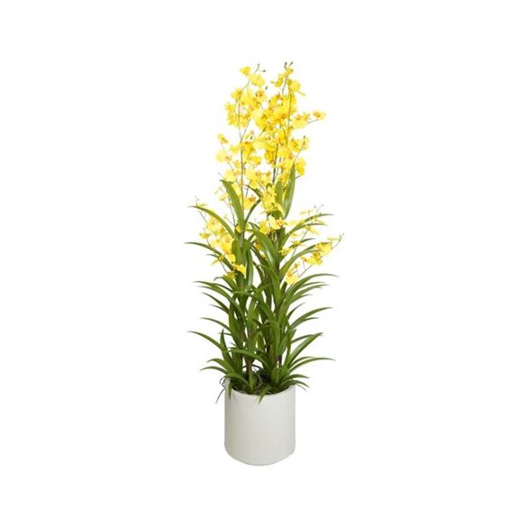 Orchidea, Oncidium, 3 ágú, kaspóban 112cm