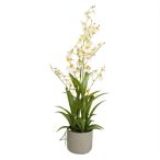 Orchidea Oncidium, 4 ágú kaspóban 83cm - Fehér