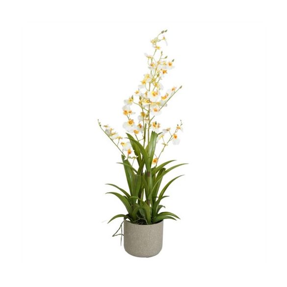 Orchidea Oncidium, 4 ágú kaspóban 83cm - Fehér