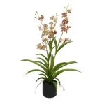 Lepkeorchidea 3 ágú, kaspóban 70cm
