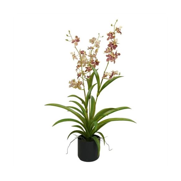Lepkeorchidea 3 ágú, kaspóban 70cm