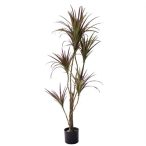 Dracaena 125cm - (műanyag cserépben)