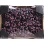 Foam bogyóspick 18 cm - Lila S/24