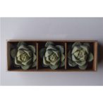 Kaktusz 3,6cm - Zöld (3db/csom)