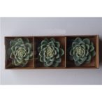 Kaktusz 4,6cm - Zöld (3db/csom)