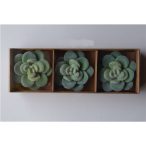 Kaktusz 3db neonzöld 4,8cm