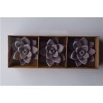 Kaktusz 5,9cm - Llila (3db/csom)