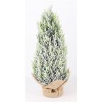 Tujabokor jutazsákkal deres 43 cm