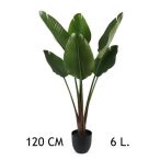 Papagájvirág 6 levél 120cm (műanyag cserépben)