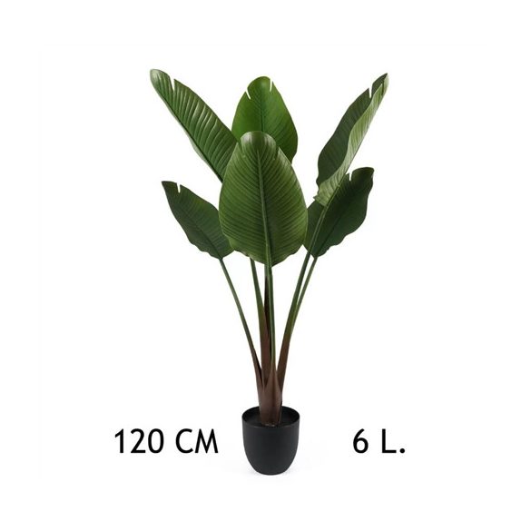 Papagájvirág 6 levél 120cm (műanyag cserépben)