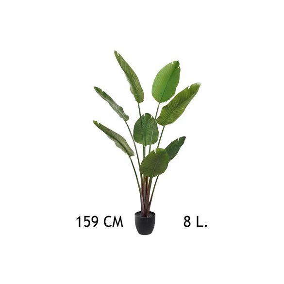Papagájvirág 8 levél 159 cm (műanyag cserépben)