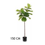 Fikusz lantlevelü 150 cm - Zöld (műanyag cserépben)