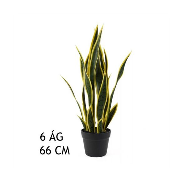 Anyósnyelv 66 cm 6 ág - Zöld/sárga (műanyag cserépben)
