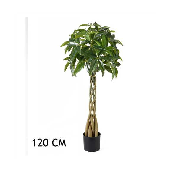 Vadkakaó 4 törzs 120 cm - Zöld (műanyag cserépben)