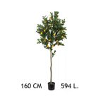 Citromfa 594 levél 160 cm