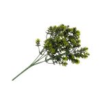 Pittosporum bokor 32cm UV álló