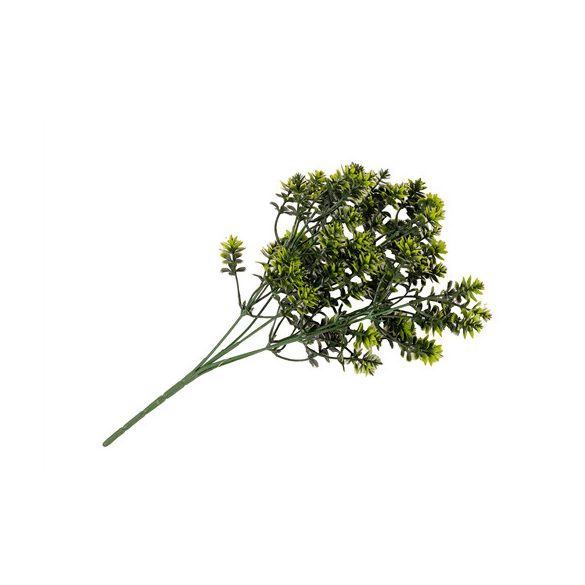 Pittosporum bokor 32cm UV álló