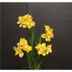 Nárcisz 5 ágú 40cm - sárga