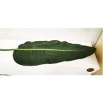 Dieffenbachia levél vastagszár