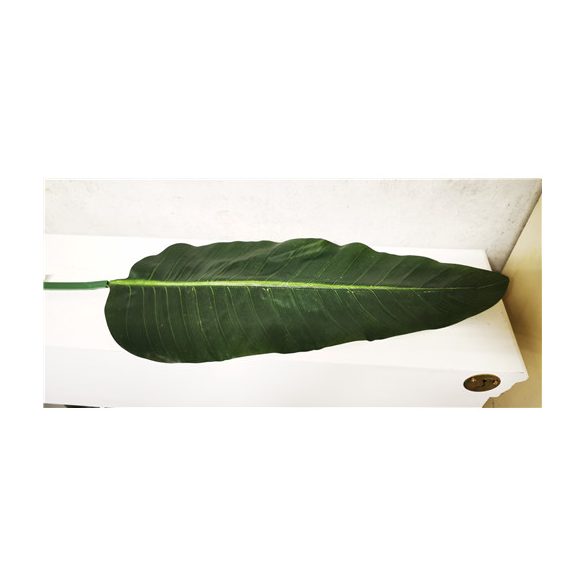 Dieffenbachia levél vastagszár