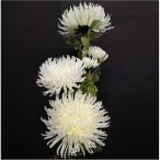 Fehér Krizantém 4ág 103cm - Fehér