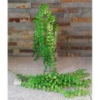 Csüngő békalencse 10ágú 50cm