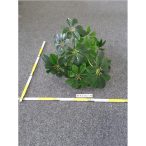 Schefler bokor x18 60cm