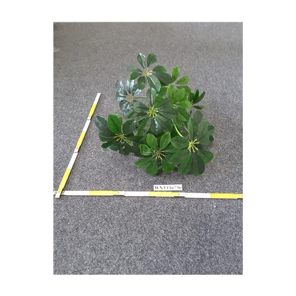 Schefler bokor x18 60cm