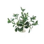 Babérleveles bokor 7 ágú 40cm